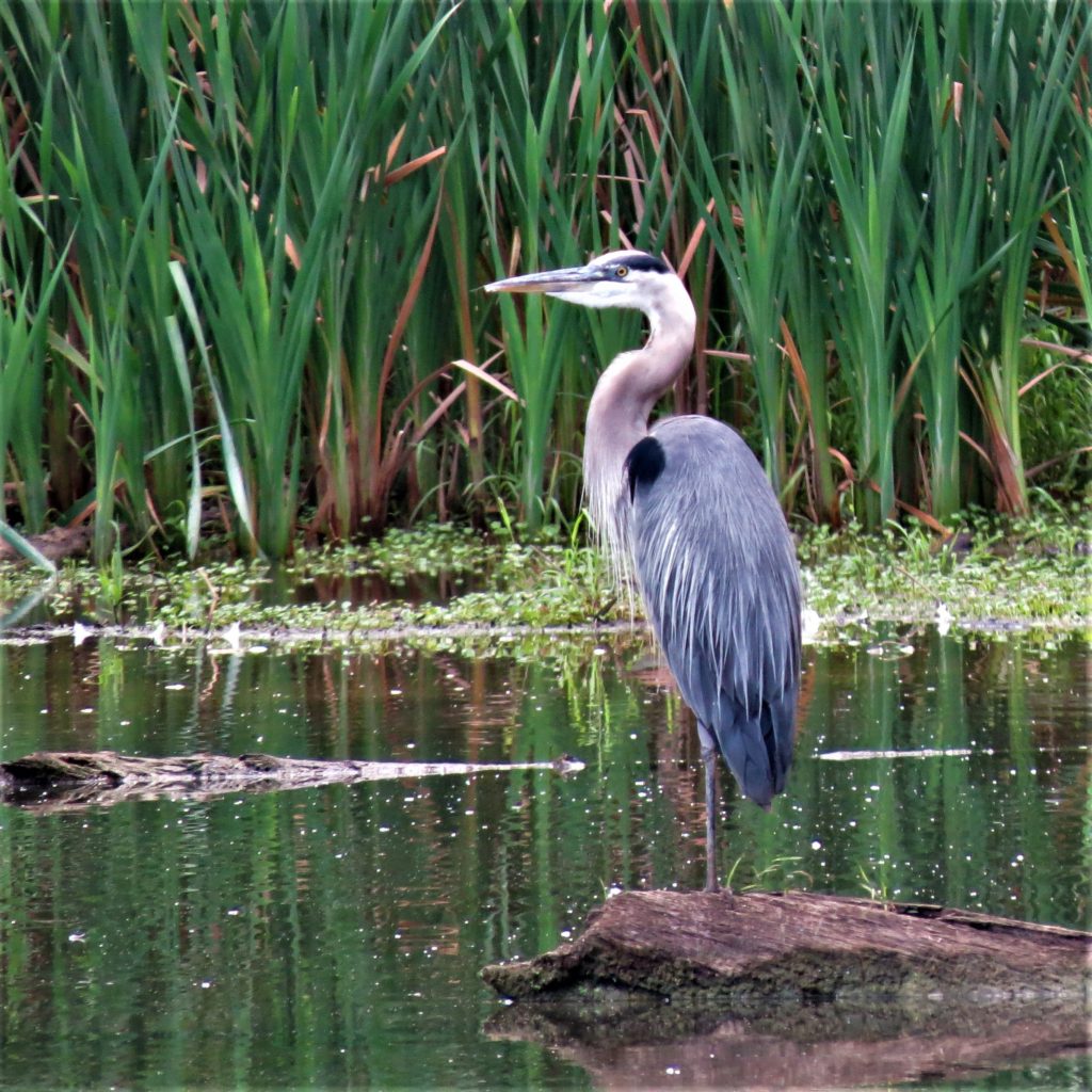 Gallery of Williamsburg Area Birds – Williamsburg Bird Club