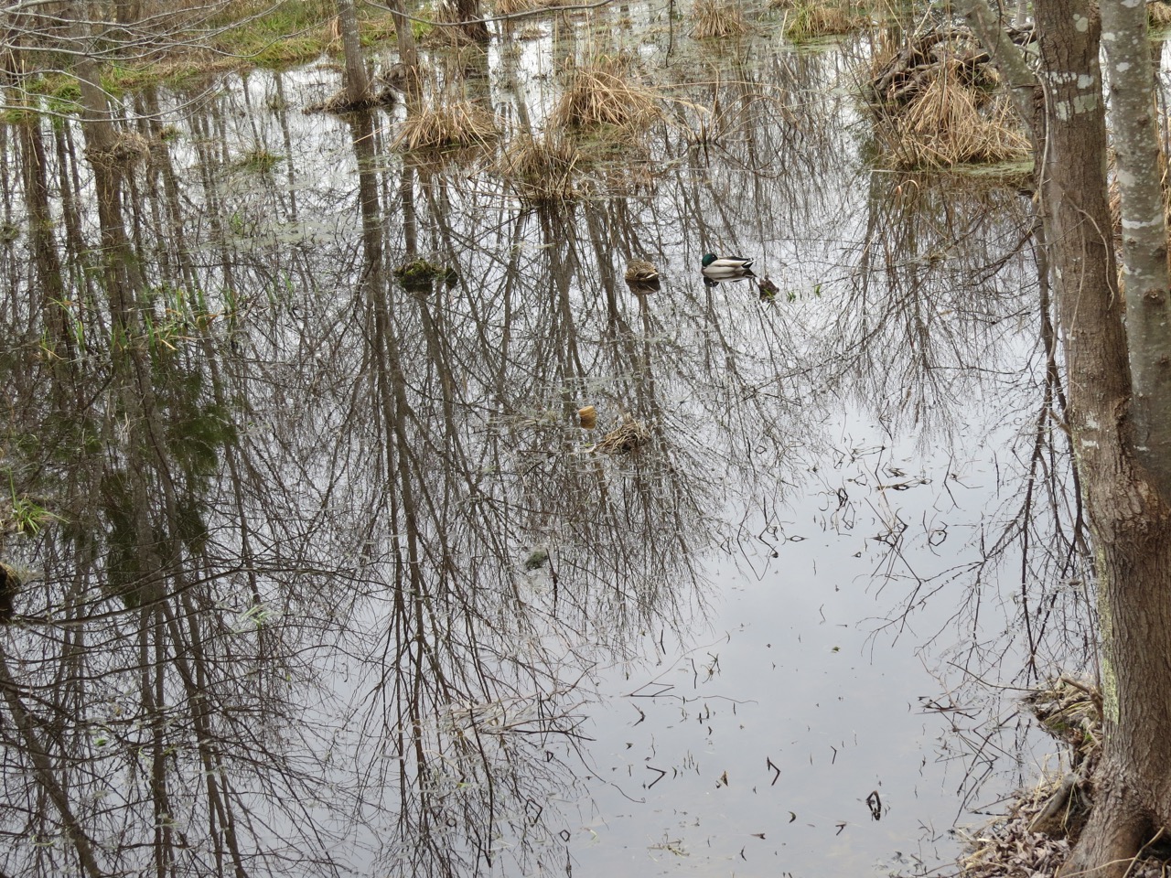 Williamsburg Bird Club – Birders and bird enthusiasts in and around ...