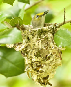 Gallery of Williamsburg Area Birds – Williamsburg Bird Club